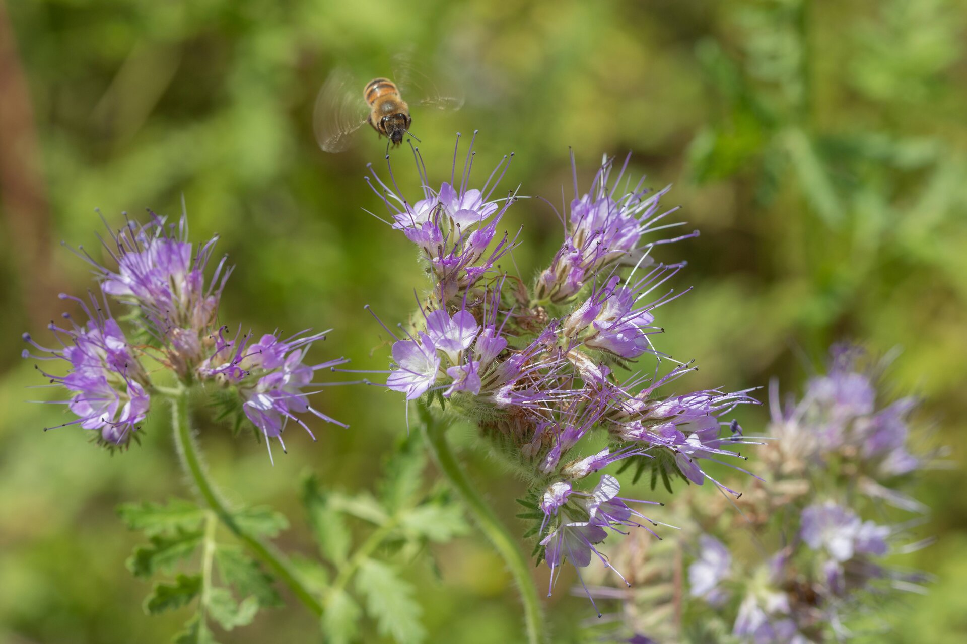 Phacelia - Image 2