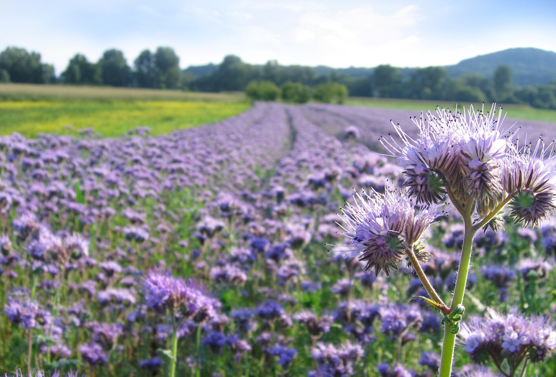 Phacelia