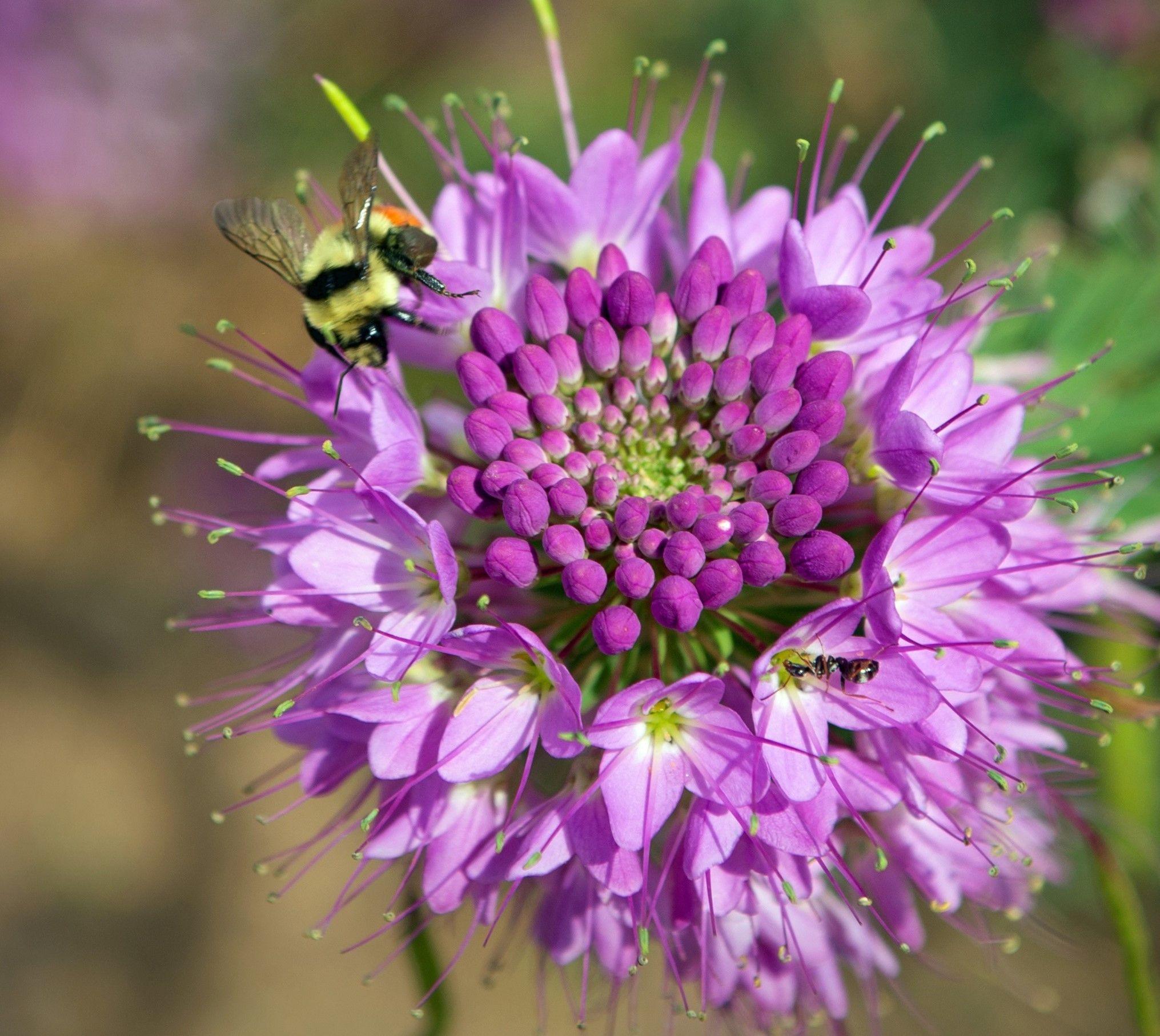 Pollinator Feast Wildlflower Mix