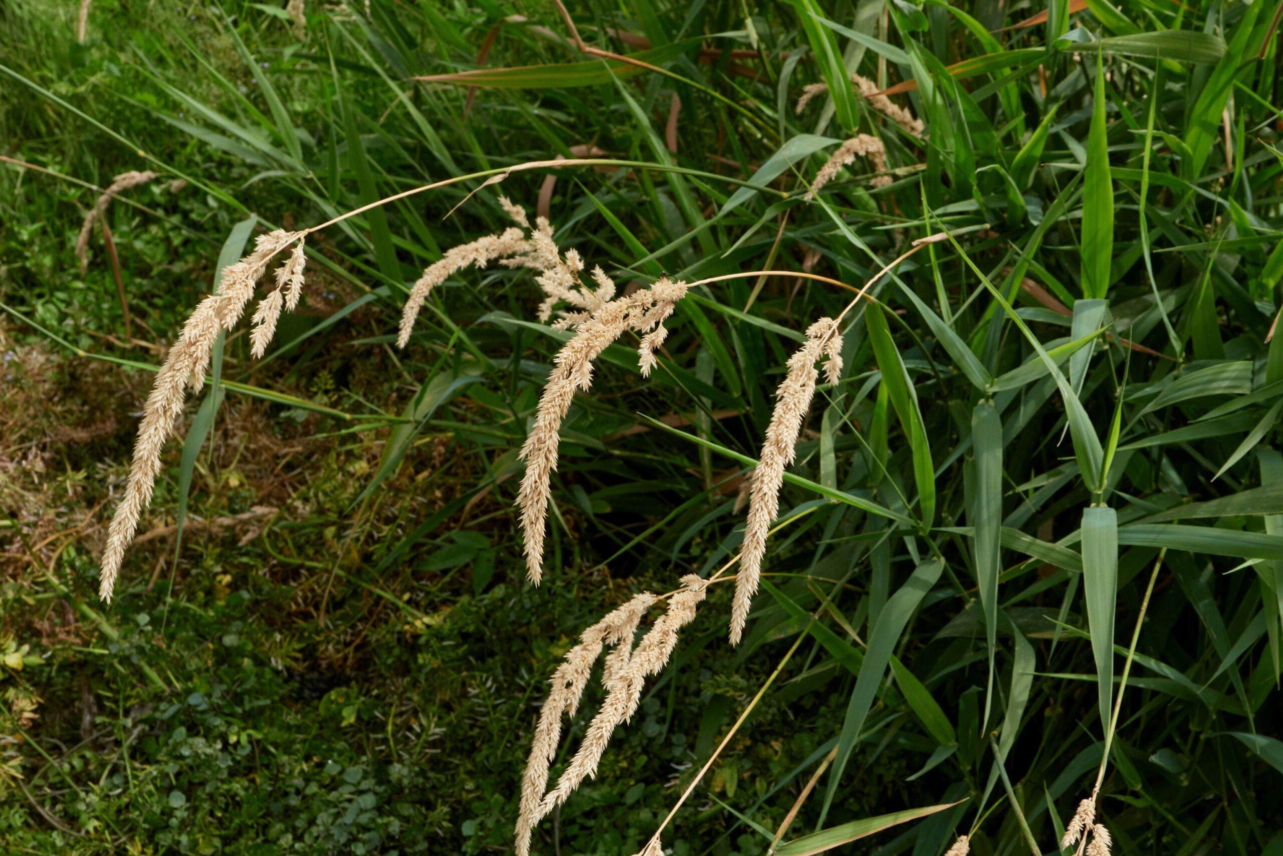 Reed Canarygrass