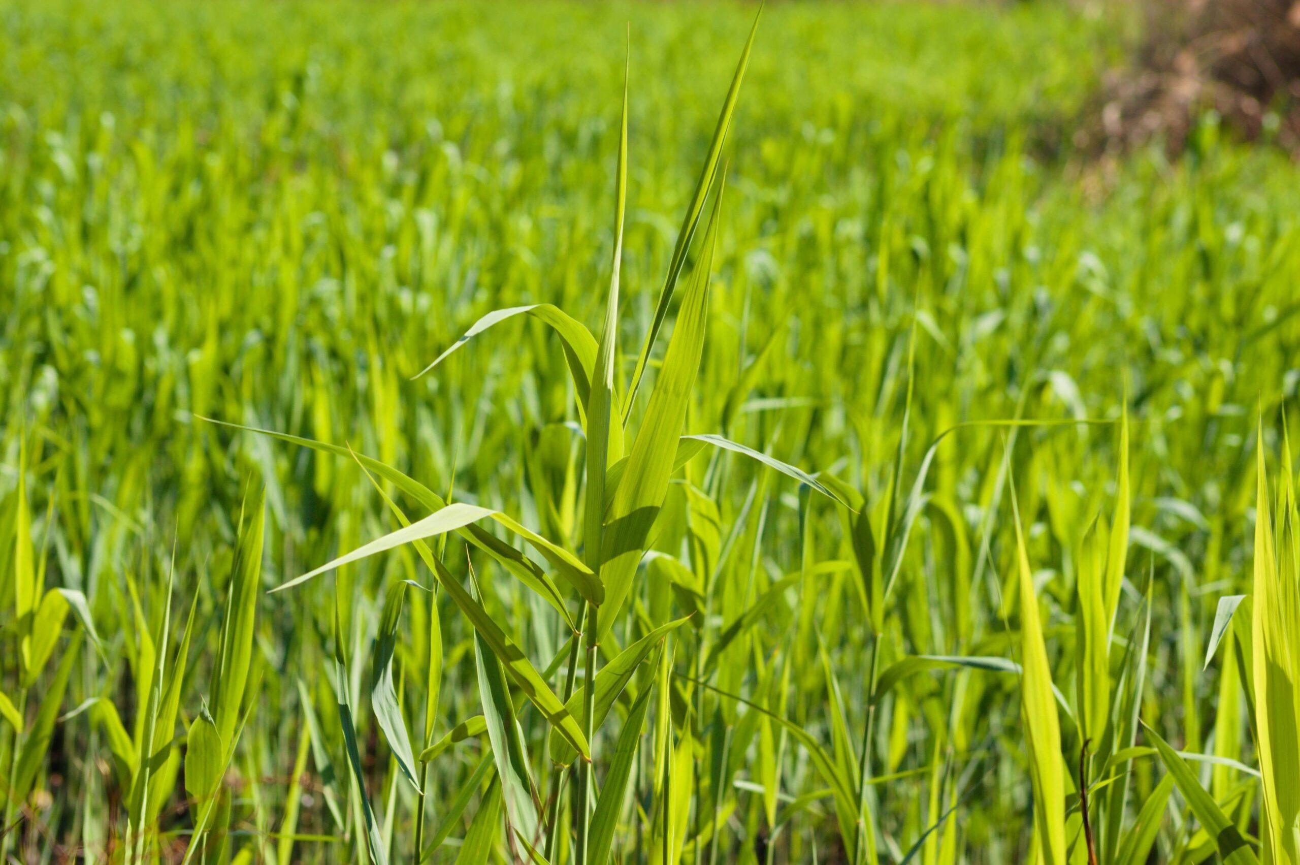 Reed Canarygrass - Image 2