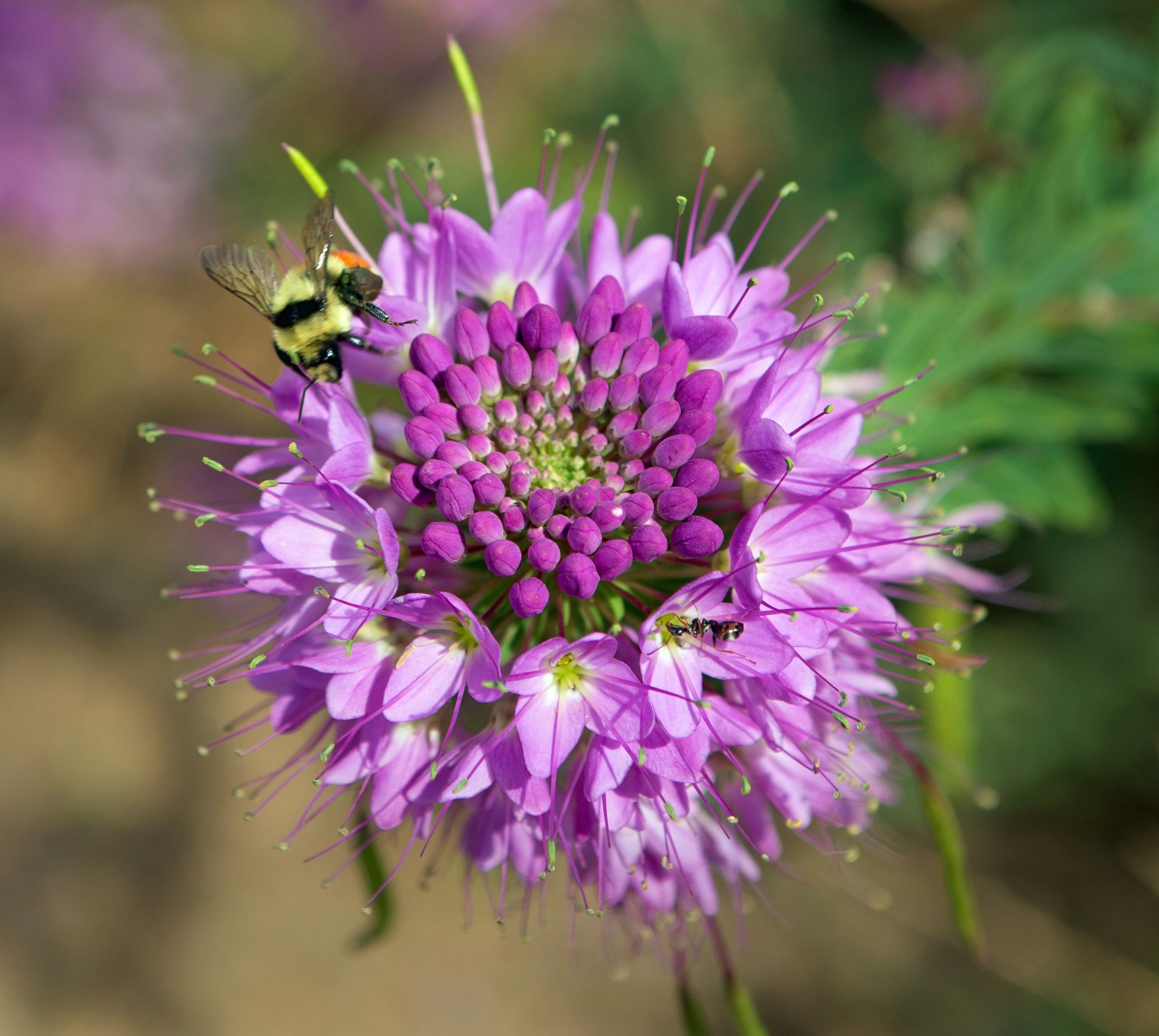 Rocky Mountain Bee Plant