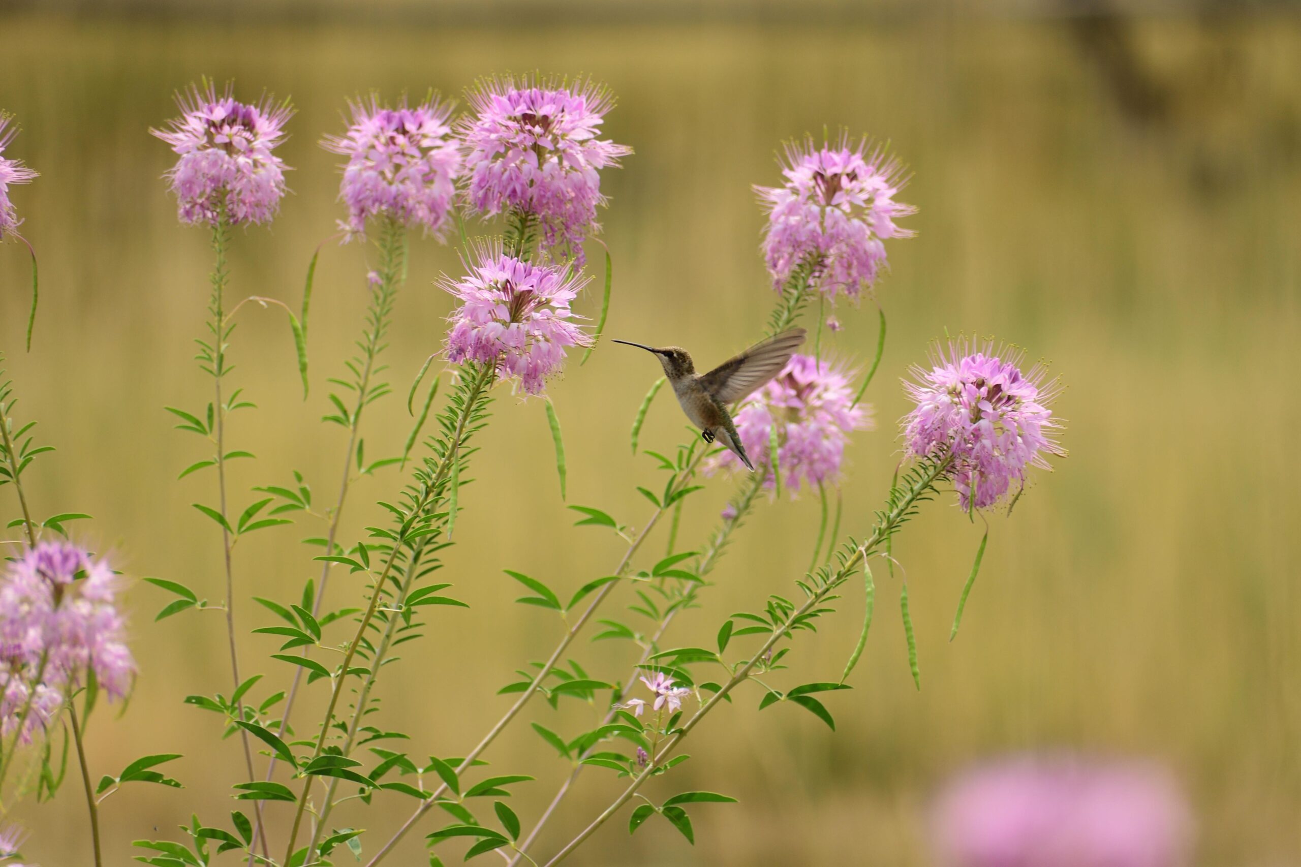 Rocky Mountain Bee Plant - Image 2