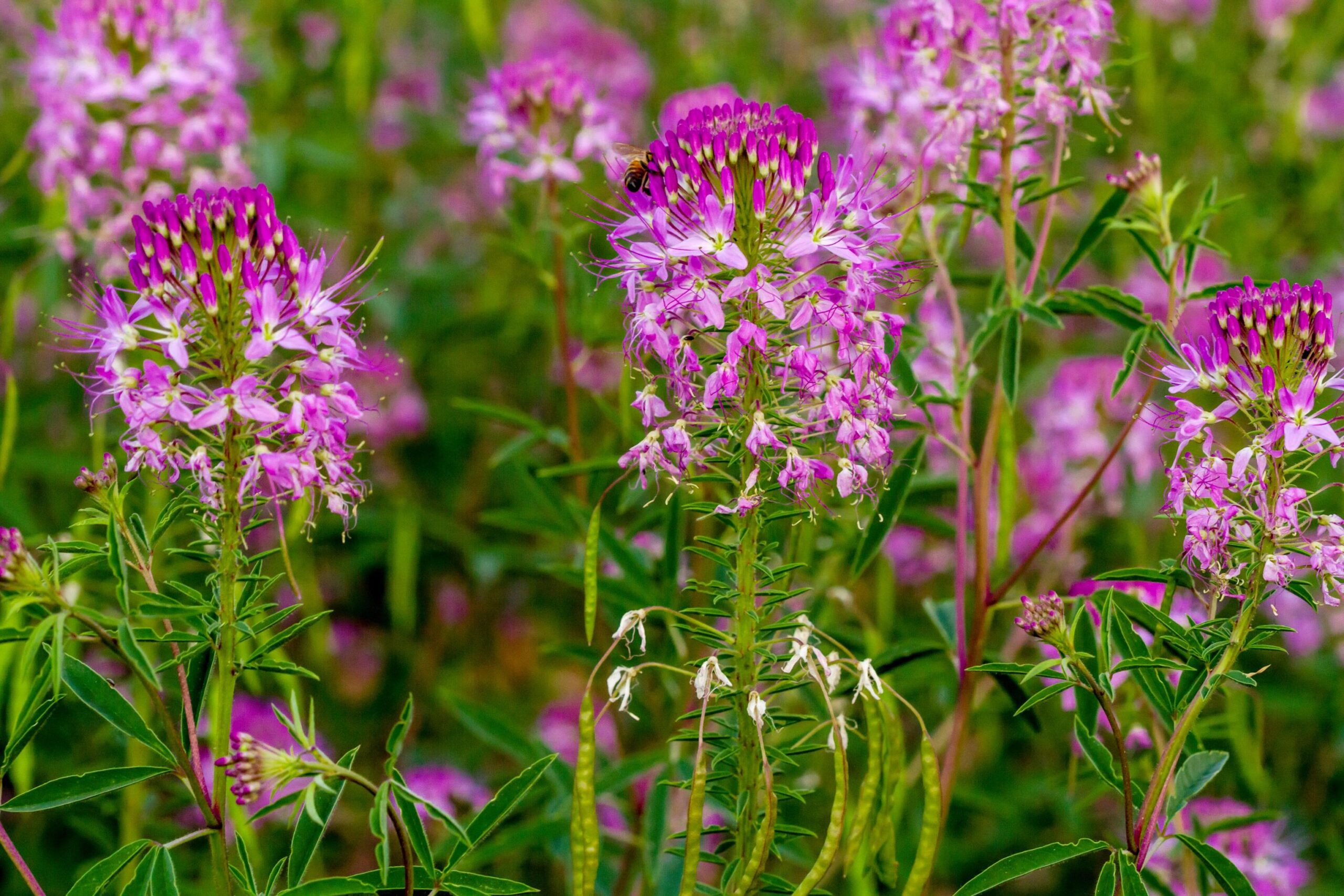 Rocky Mountain Bee Plant - Image 3