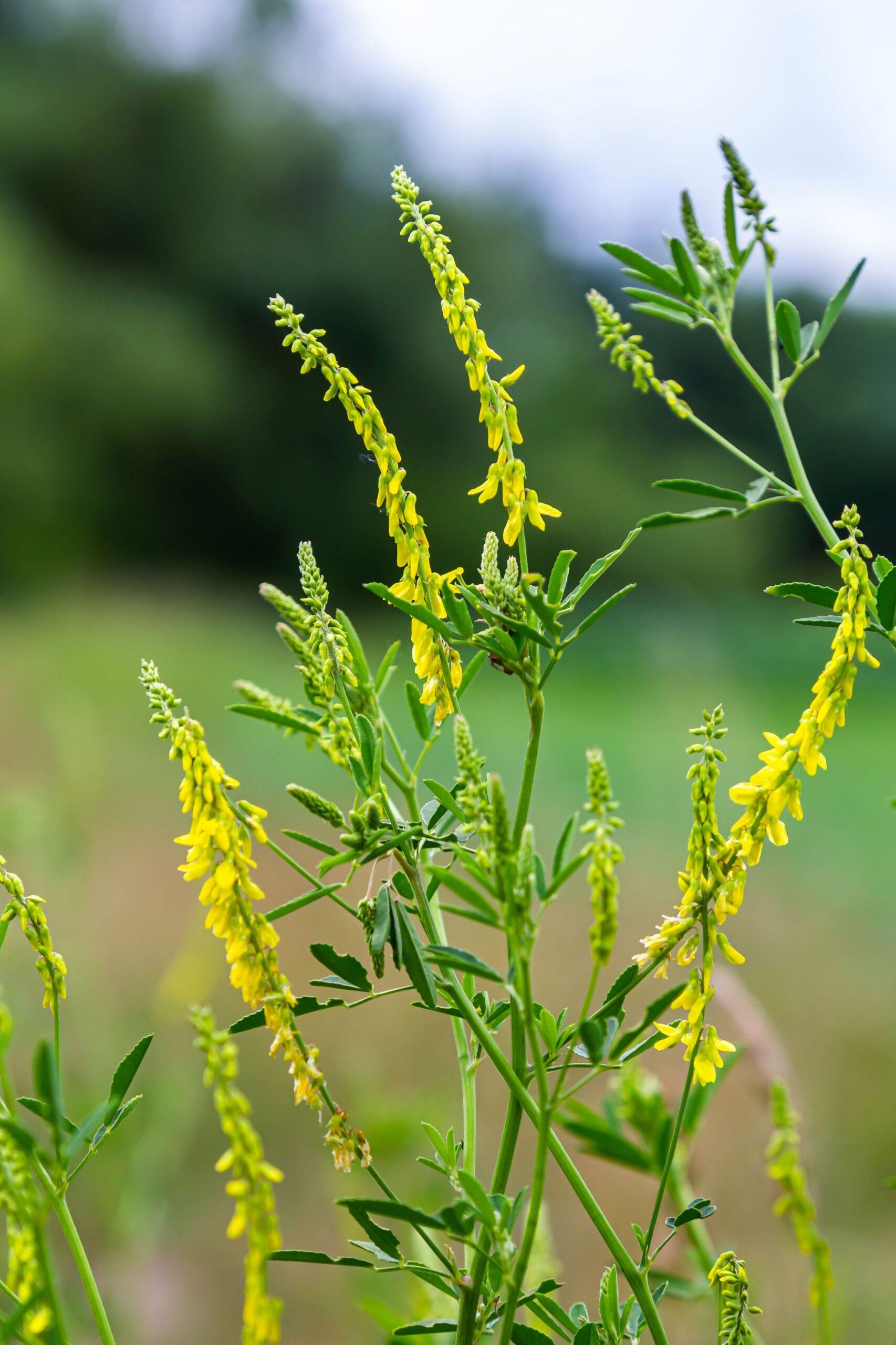 Yellow Blossom Sweet Clover