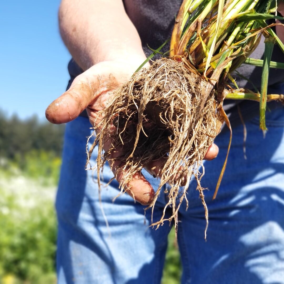 Annual Ryegrass - Image 3