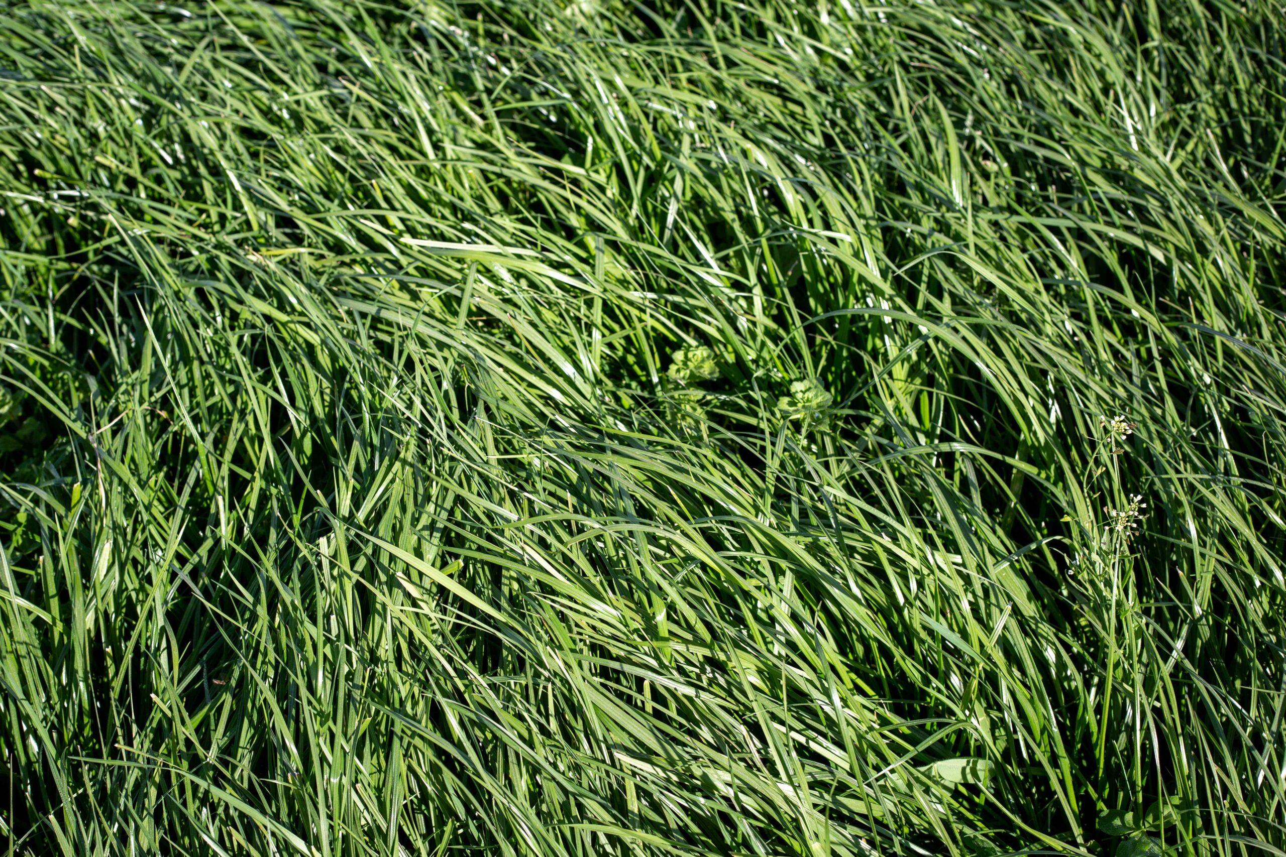 Tall Fescue Pasture