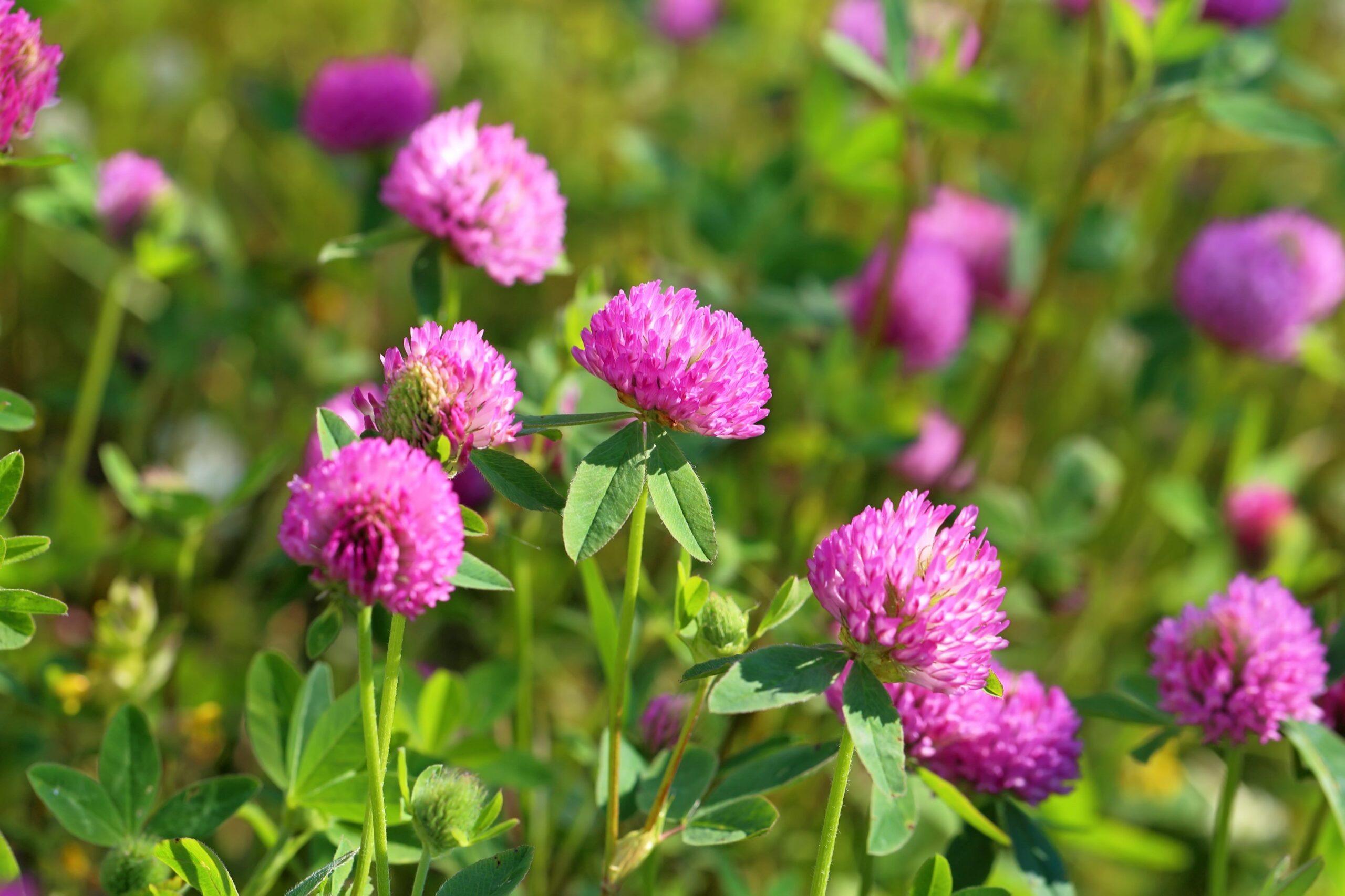 Red Medium Clover