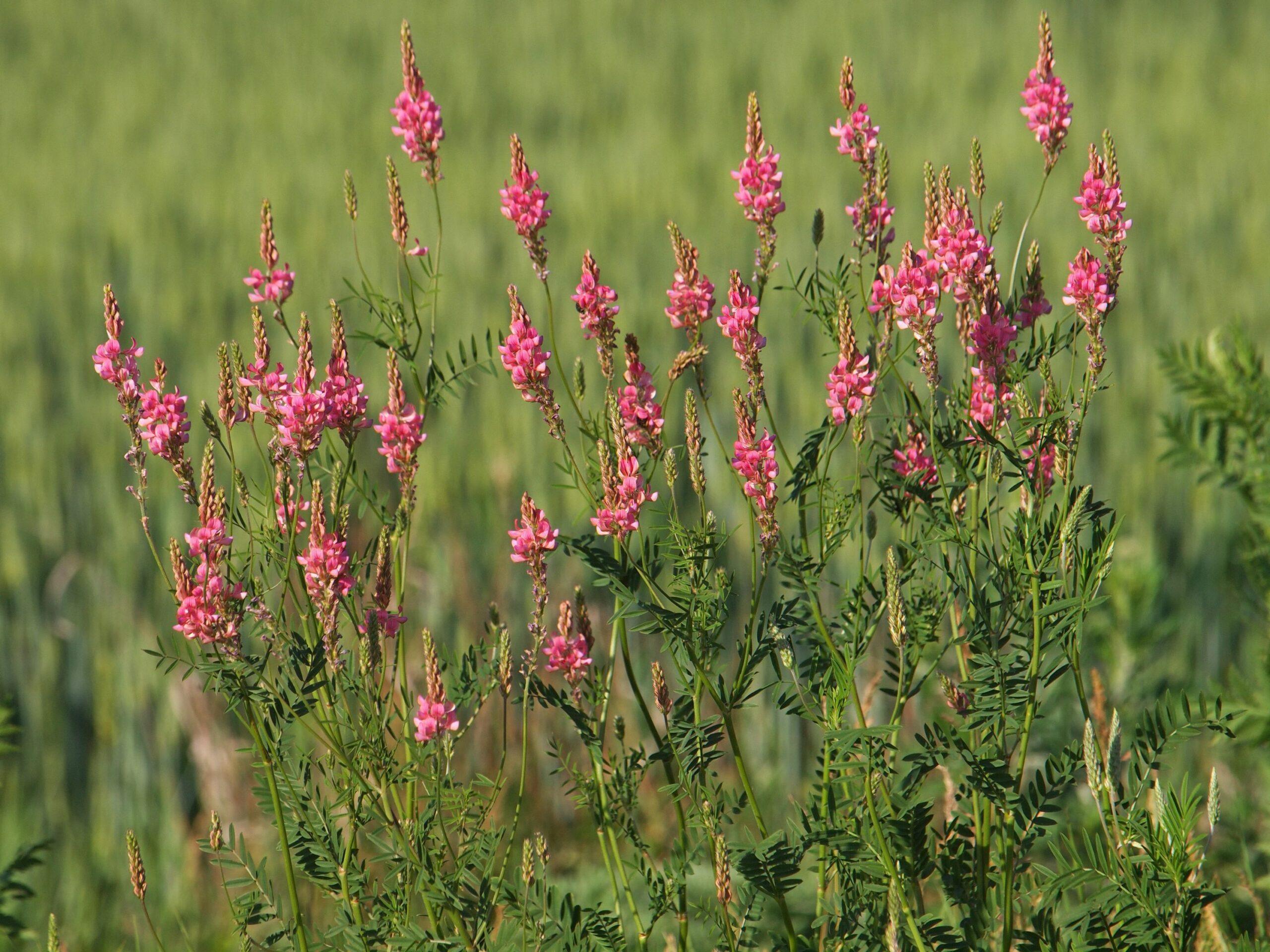 Sainfoin