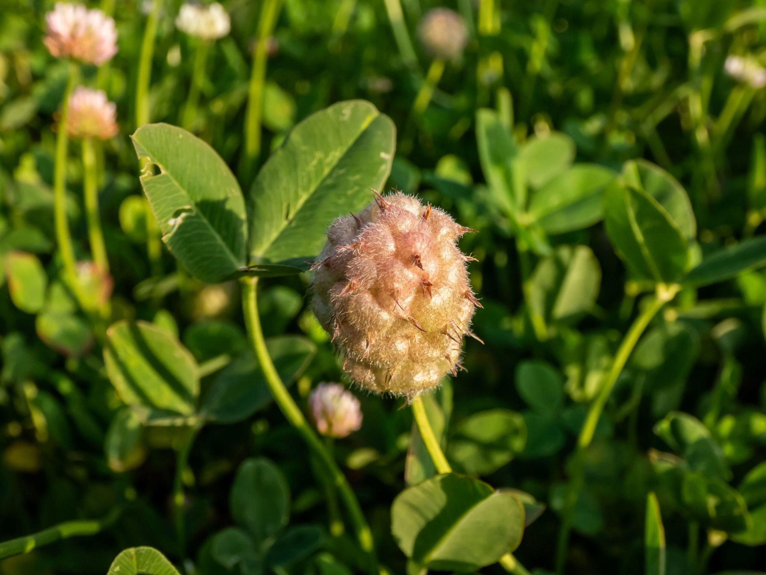 Strawberry Clover